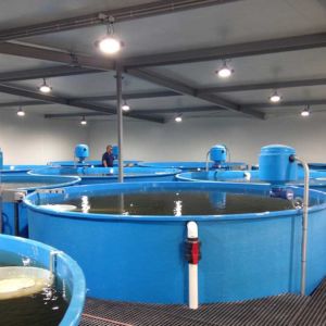 Huon Aquaculture  - 仁湾条件Ras，水产养殖项目，新鲜设计雷竞技的网址raybetapp下载